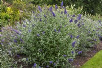 B. davidii 'Shire Blue', arbuste aux papillons, floraison à partir de juillet.