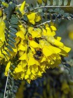 Sophora tetraptera - Kowhai en fleur avec coccinelle et bourdon mi mars Norfolk