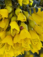 Sophora tetraptera - Kowhai en fleur avec Ladybird mi mars Norfolk