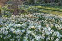 Dérive de Narcissus 'Jack Snipe' floraison au printemps - avril