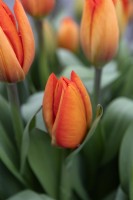 Tulipa Tulipe 'Ballon orange'