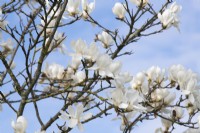 Magnolia denudata 'Giubiasco'