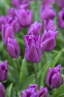 Tulipa Tulipe 'Passio brillant'