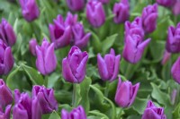Tulipa Tulipe 'Passio brillant'
