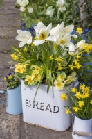 Corbeille à pain émaillée vintage plantée de Tulipa blanc, Narcisse 'Tete a Tete' et Polyanthus jaune