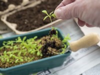 Tenir les semis par des feuilles de graines à planter dans une boîte à œufs recyclée