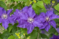 La clématite 'Sacha' porte en abondance des fleurs d'un bleu profond et brillant, fleurissant au début de l'été et de nouveau à la fin de l'été, atteignant environ 1,3 mètre.