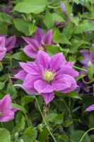 La clématite 'Vicki' est une clématite compacte à floraison libre avec de superbes fleurs roses bicolores qui durent bien. Il convient à un endroit ombragé, fleurit au début de l'été et à nouveau au début de l'automne.
