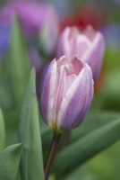 Tulipa - Tulipe 'Légère et Rêveuse'
