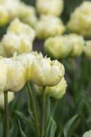 Tulipa 'Verona' - Double tulipe précoce