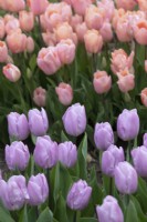 Tulipa 'Candy Prince' - Tulipe précoce unique