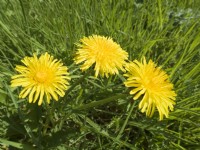 Taraxacum officinale - Pissenlits dans la pelouse