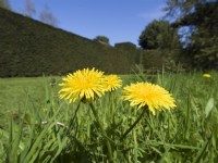 Taraxacum officinale - Pissenlits dans la pelouse