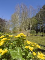 Betula - bouleaux argentés avec Caltha palustris - Kingcup, Marsh marigold en premier plan