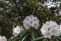 Rhododendron 'Trésor'