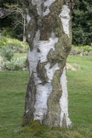 Betula pendula 'Youngii' au jardin botanique de Winterbourne - avril