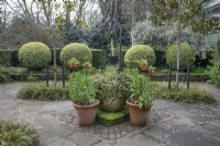 Balles topiaires Buxus dans le jardin du puits au jardin botanique de Winterbourne - Avril