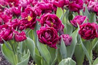 Tulipe 'Alison Bradley' - Tulipe Double