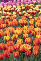 Tulipa 'Flair' - Tulipe précoce unique