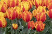 Tulipa 'Flair' - Tulipe précoce unique
