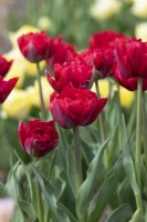 Tulipa 'Scarlet Verona' - Double tulipe précoce