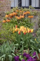 Tulipe 'Vendée Globe' et Fritillaria imperialis 'Sunset' - Tulipe à fleurs de Lys et Couronne impériale