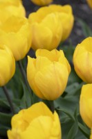 Tulipa 'Yellow Flair' - Tulipe précoce simple