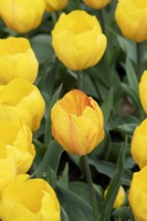 Tulipa 'Yellow Flair' - Tulipe précoce simple