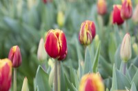 Tulipa 'Danemark' - Tulipe