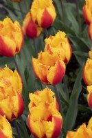 Tulipa 'Flair Fringed' - Tulipe