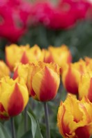 Tulipe 'Flair Fringed' - Tulipe
