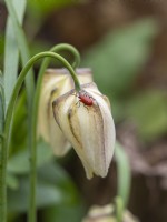 Lilioceris lilii - lys rouge sur fleur de fritillaire