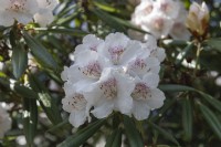 Rhododendron 'Trésor'