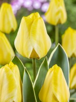 Tulipa Darwin hybride Jaap Groot, printemps avril