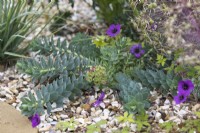 Euphorbia myrsinites avec Géranium 'Ann Folkard' et Allium christophiiDesign par Semple Begg
