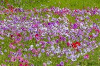 Dérives d'Anemone coronaria naturalisées Groupe de Caen floraison dans une pelouse de fleurs sauvages au printemps - avril