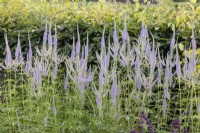 Veronicastrum virginicum Lavendelturm, été août