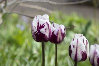 Tulipa 'Rems Favourite' - Tulipe Triumph
