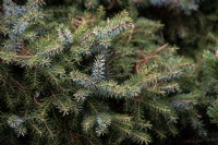 Picea omorika 'Treblitzsch' Epicéa de Pancic Epicéa de Serbie