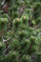 Pinus mugo 'Sherwood Compact' pin des marais