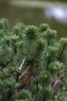 Pin des tourbières Pinus mugo 'Sherwood Compact'