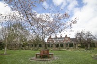 Prunus 'Accolade' avec siège d'arbre au jardin botanique de Winterbourne - avril