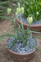 Fritillaria meleagris - avril