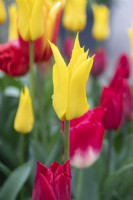 Tulipa Tulipe 'Flashback'