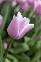 Tulipa Tulipe 'Gabriela'