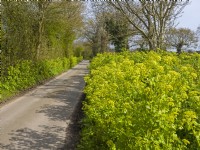 Smymium olusatrum Alexanders à Norfolk Lane au début du printemps