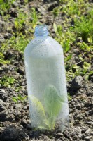 Bouteille en plastique recyclée comme petite serre pour faire pousser des plantes.
