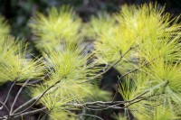 Pinus strobus 'Louie' Pin de Weymouth