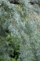 Cupressus glabra 'Raywoods Weeping' Cyprès de l'Arizona