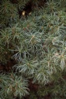 Pinus strobus 'Tiny Curls' Pin de Weymouth